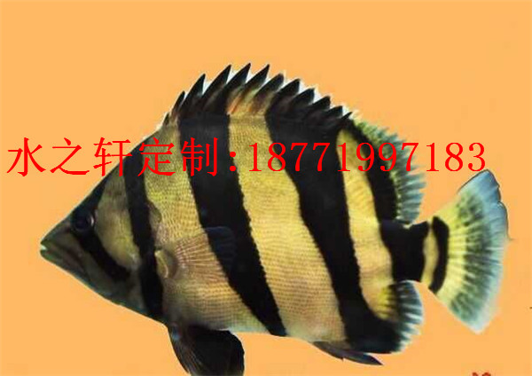 熱帶魚