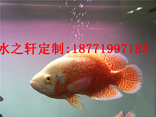 熱帶魚