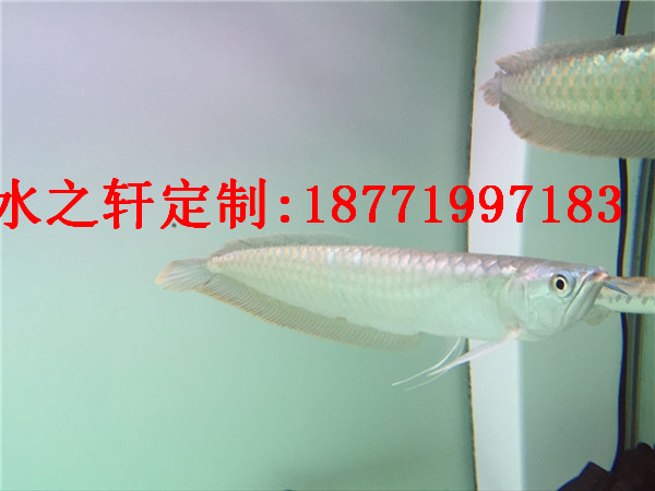 熱帶魚